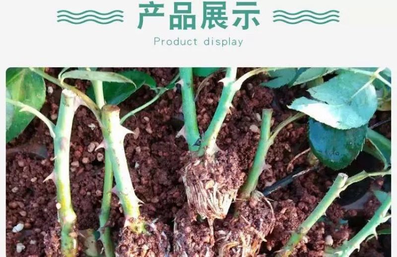 昆明斗南玫瑰花苗，月季花苗，蔷薇种苗，玫瑰老桩等