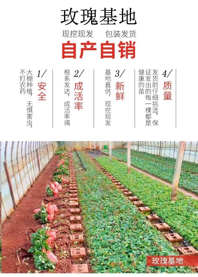 昆明斗南玫瑰花苗，月季花苗，蔷薇种苗，玫瑰老桩等