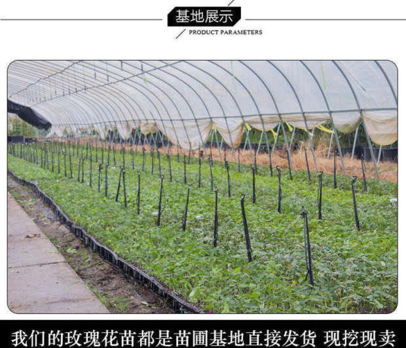 昆明斗南玫瑰花苗，月季花苗，蔷薇种苗，玫瑰老桩等