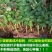 昆明斗南玫瑰花苗,月季花苗,蔷薇种苗,玫瑰老桩等