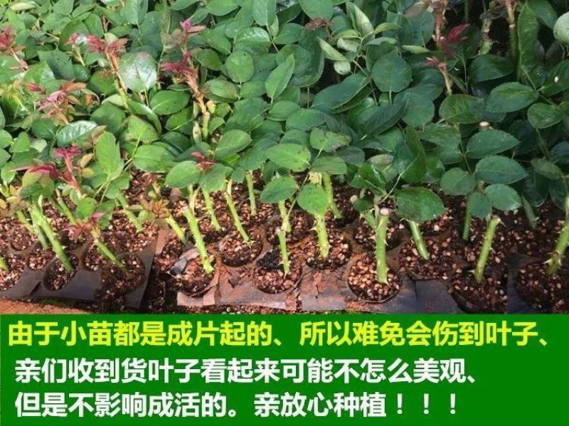昆明斗南玫瑰花苗，月季花苗，蔷薇种苗，玫瑰老桩等