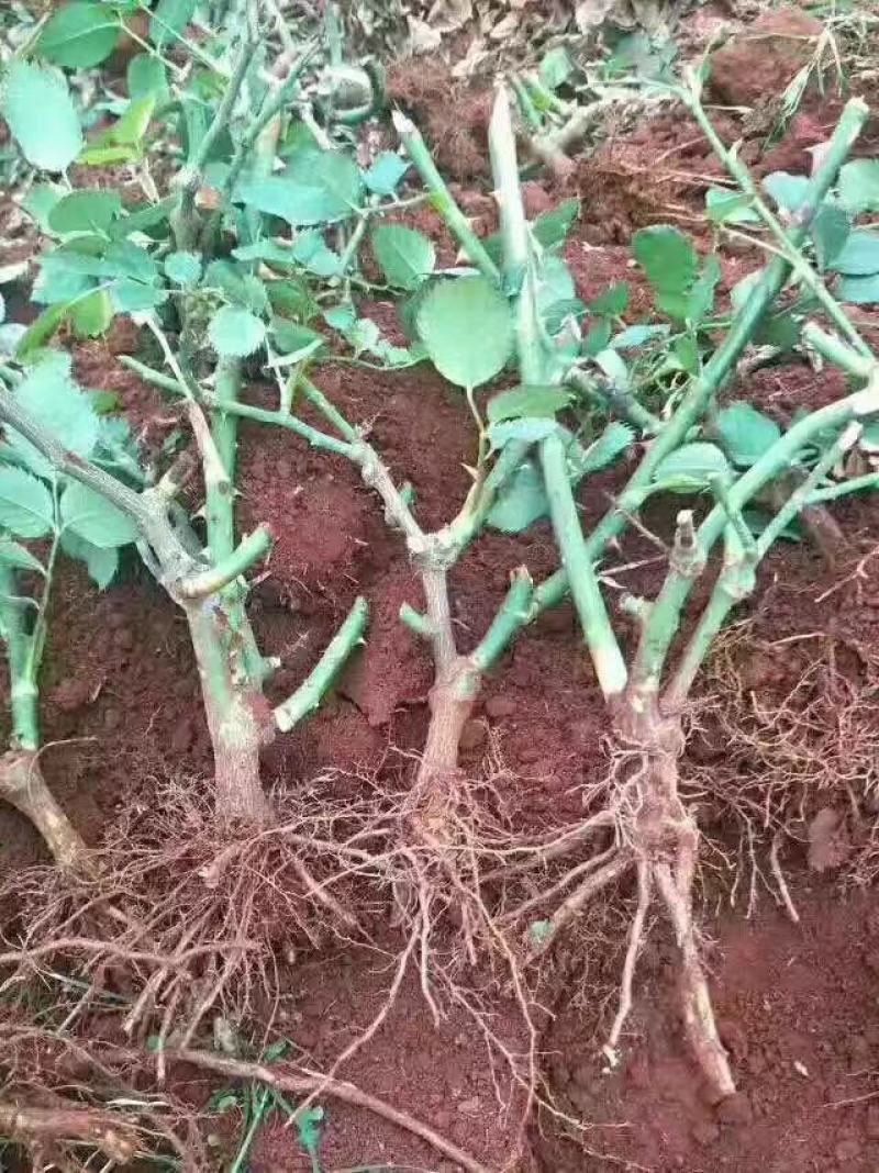 昆明斗南玫瑰花苗，月季花苗，蔷薇种苗，玫瑰老桩等