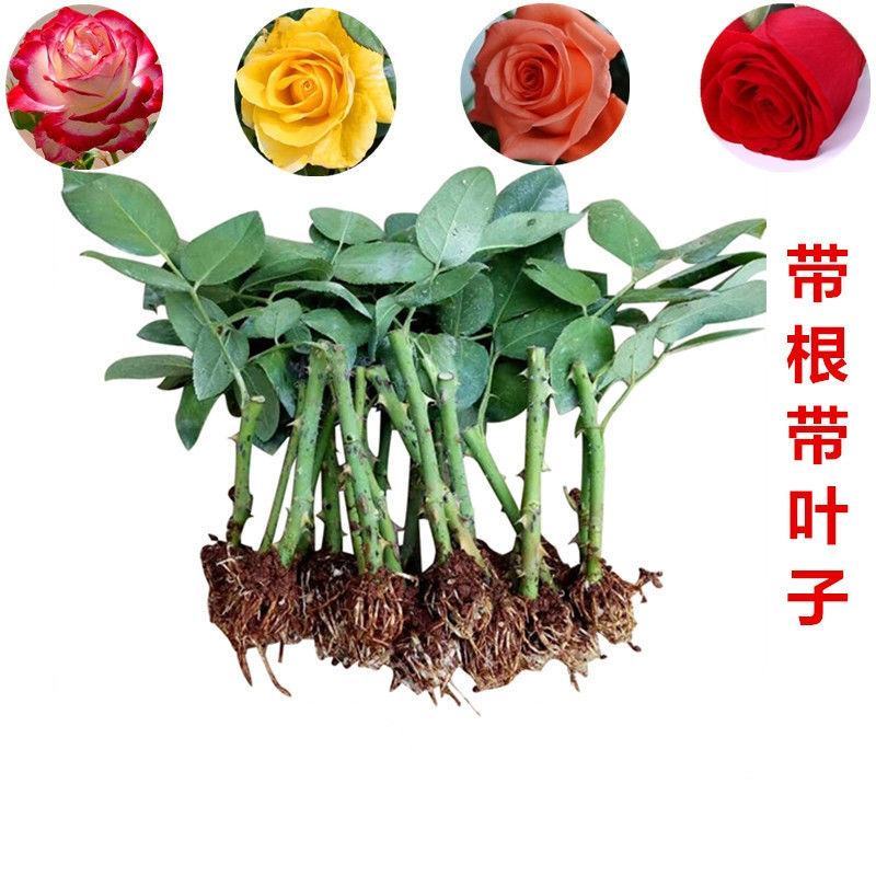 昆明斗南玫瑰花苗，月季花苗，蔷薇种苗，玫瑰老桩等
