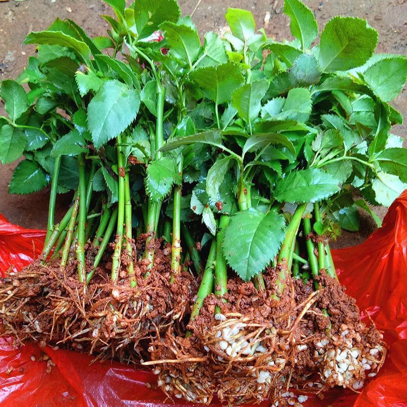 昆明斗南玫瑰花苗，月季花苗，蔷薇种苗，玫瑰老桩等