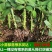 昆明斗南玫瑰花苗,月季花苗,蔷薇种苗,玫瑰老桩等