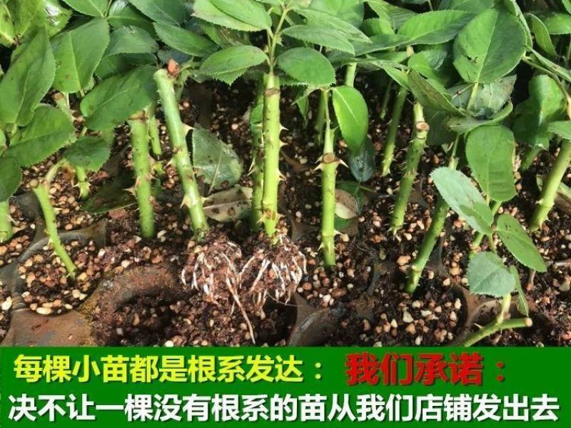 昆明斗南玫瑰花苗，月季花苗，蔷薇种苗，玫瑰老桩等