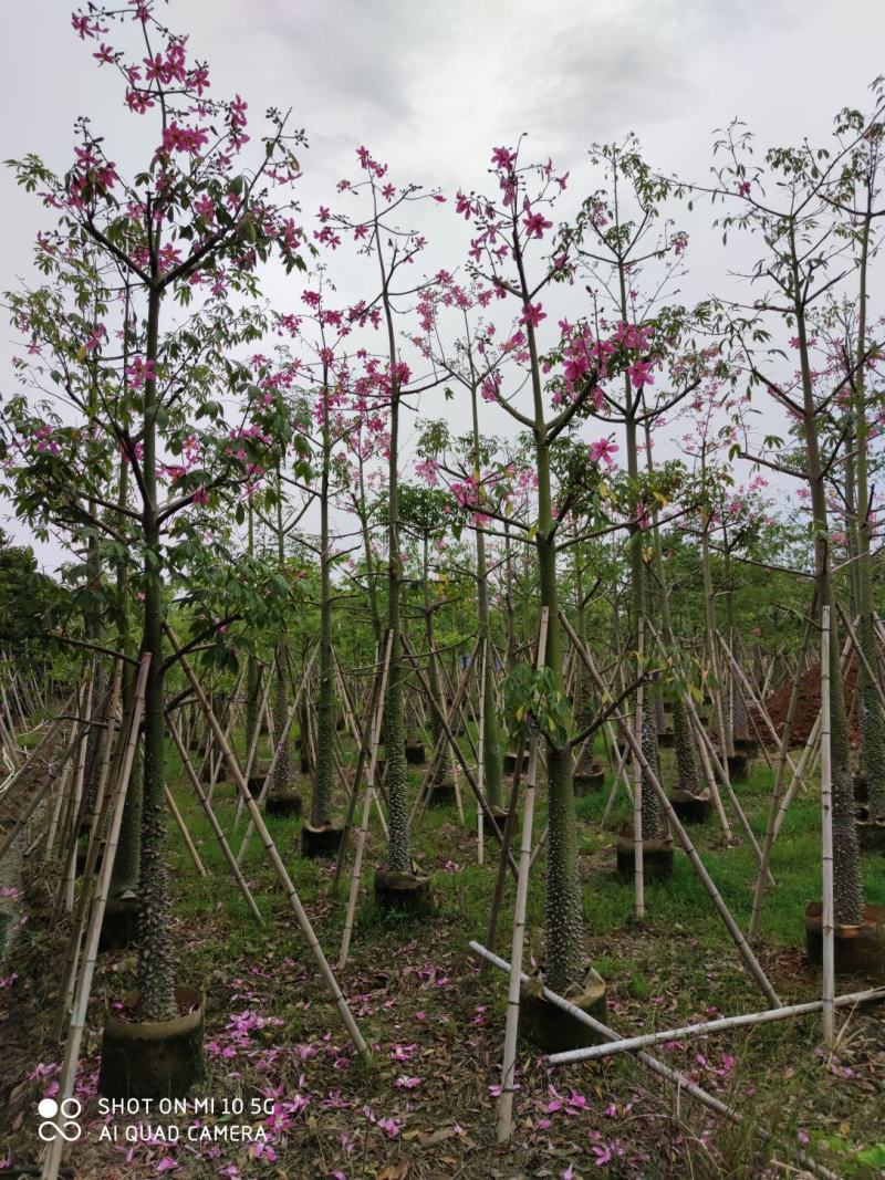 10-25分美丽异木棉袋苗供应，广东美丽异木棉