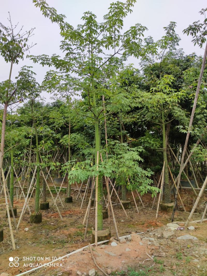10-25分美丽异木棉袋苗供应，广东美丽异木棉