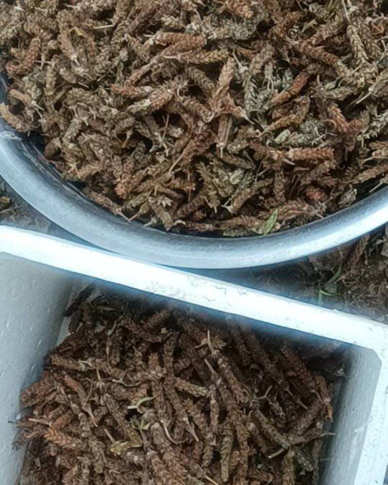 夏枯球夏枯草基地手剪人工种植