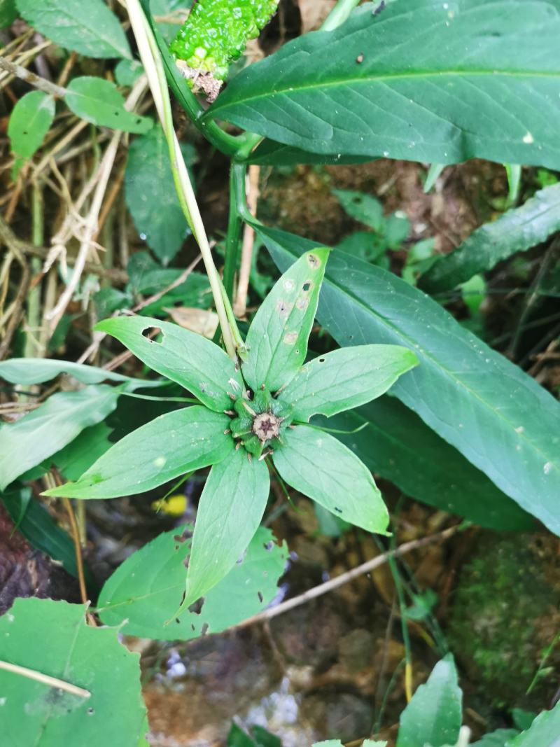 纯野生重楼，货不多