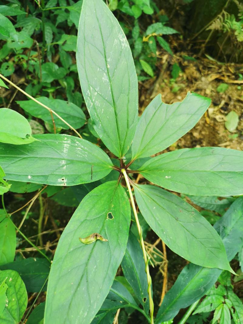 纯野生重楼，货不多