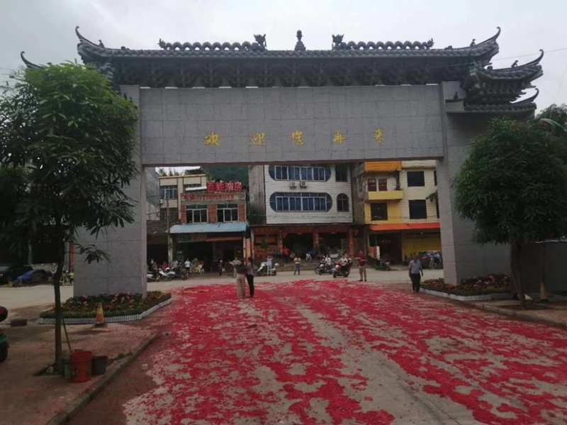 古龙大红八角直生苗嫁接苗大量种植产量高回报高