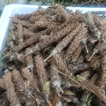 产地直供夏枯球各种规格大量出售欢迎来产地考察长期合作