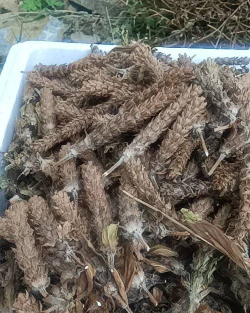 产地直供夏枯球各种规格大量出售欢迎来产地考察长期合作
