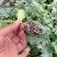 中绿丝瓜苗强雌丝瓜苗鲜花长丝瓜苗越夏耐热丝瓜苗