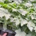 中绿丝瓜苗强雌丝瓜苗鲜花长丝瓜苗越夏耐热丝瓜苗