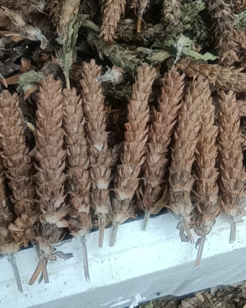 夏枯球夏枯草基地手剪人工种植