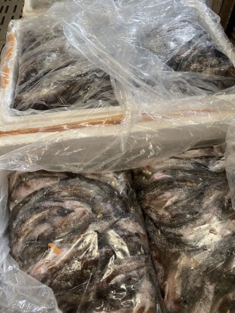 笋壳鱼，加工宰杀腌制入味，半成品批发