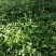 小叶付芳藤苗批发爬行卫矛价格山东卫矛树苗种植基地