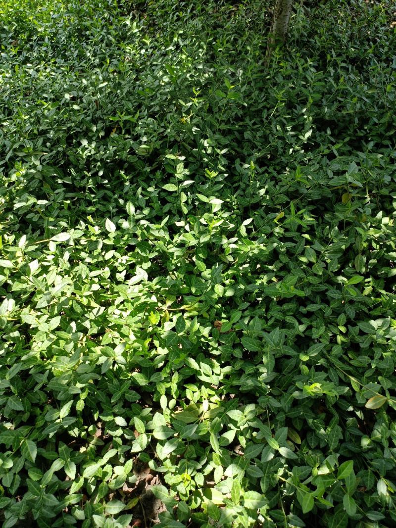 小叶付芳藤苗批发爬行卫矛价格山东卫矛树苗种植基地