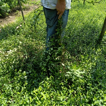 小叶付芳藤苗批发爬行卫矛价格山东卫矛树苗种植基地