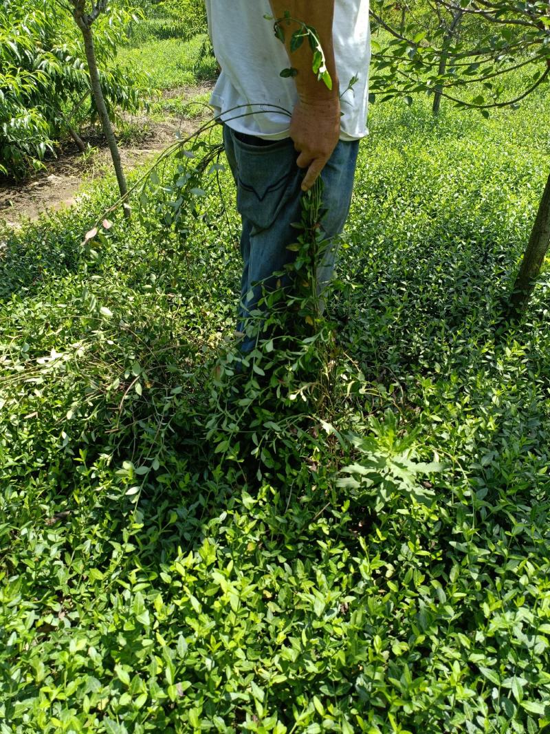 小叶付芳藤苗批发爬行卫矛价格山东卫矛树苗种植基地