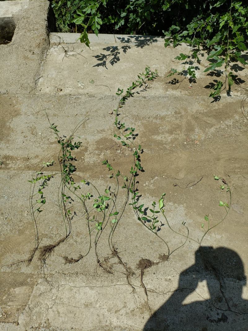 小叶付芳藤苗批发爬行卫矛价格山东卫矛树苗种植基地