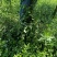 小叶付芳藤苗批发爬行卫矛价格山东卫矛树苗种植基地