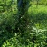 小叶付芳藤苗批发爬行卫矛价格山东卫矛树苗种植基地