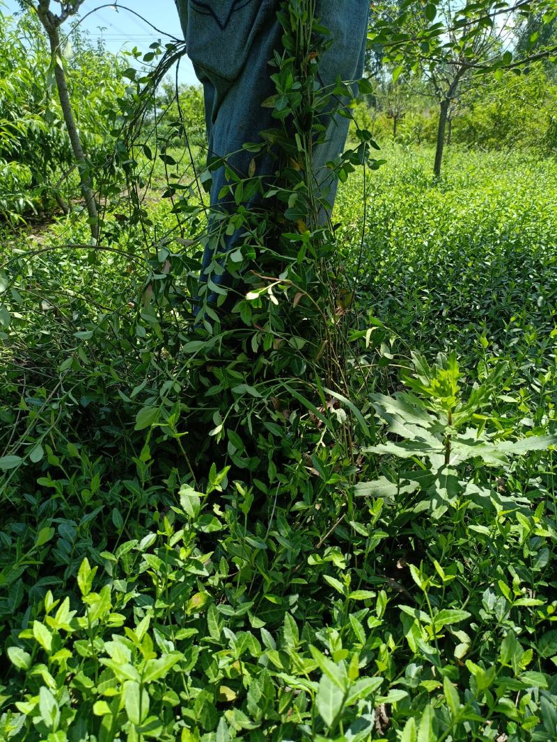 小叶付芳藤苗批发爬行卫矛价格山东卫矛树苗种植基地