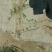小叶付芳藤苗批发爬行卫矛价格山东卫矛树苗种植基地