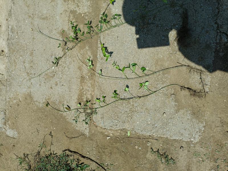 小叶付芳藤苗批发爬行卫矛价格山东卫矛树苗种植基地