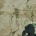 小叶付芳藤苗批发爬行卫矛价格山东卫矛树苗种植基地