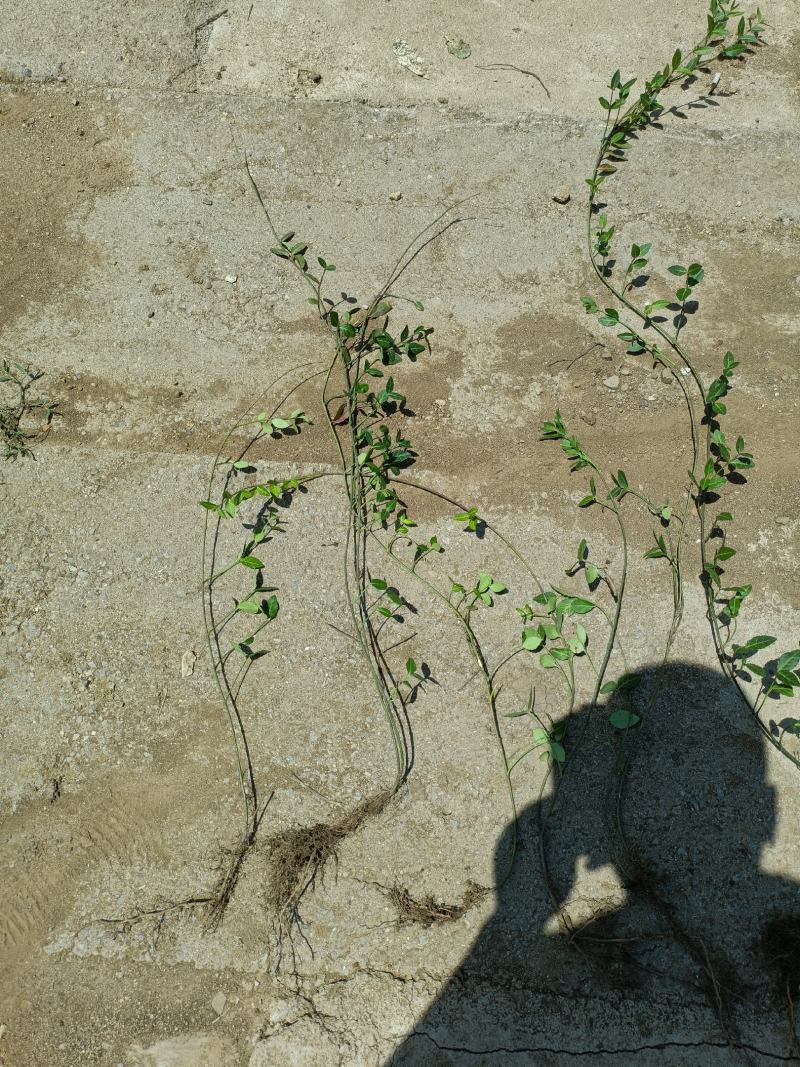 小叶付芳藤苗批发爬行卫矛价格山东卫矛树苗种植基地