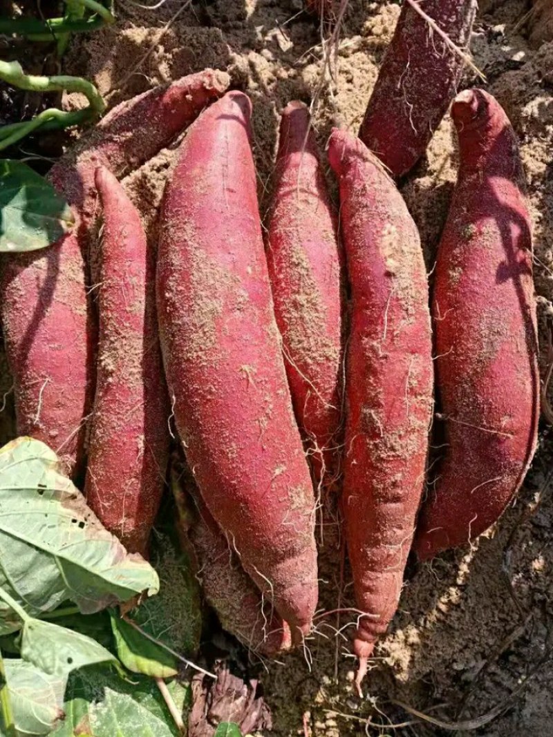 蜜薯西瓜红、红薯玛莎丽、哈蜜冰糖心、蜜薯烟25等高端红薯