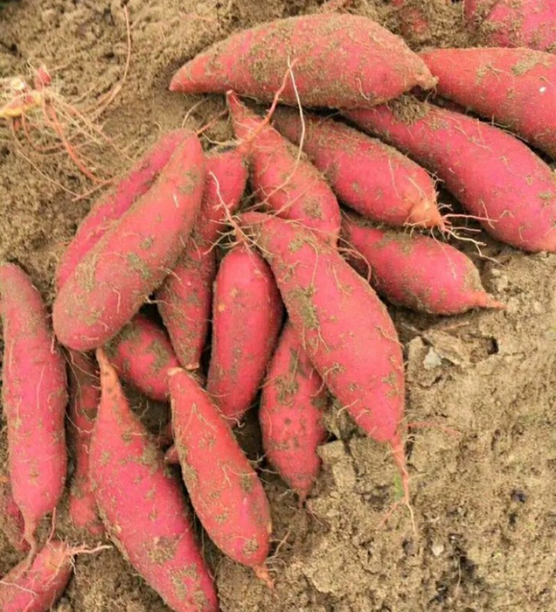 蜜薯西瓜红、红薯玛莎丽、哈蜜冰糖心、蜜薯烟25等高端红薯