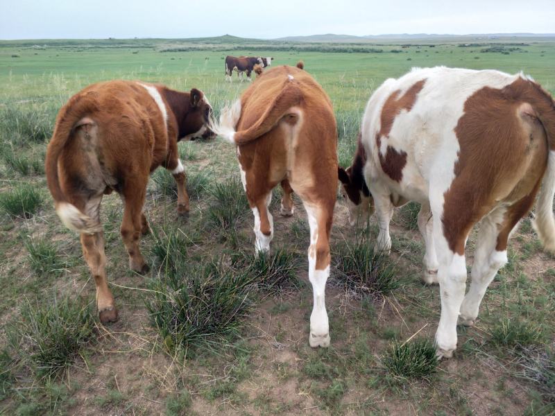 【牛】黄牛内蒙牧区放养牛【肉质鲜嫩】黄膘包售后