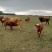 【牛】黄牛内蒙牧区放养牛【肉质鲜嫩】黄膘包售后