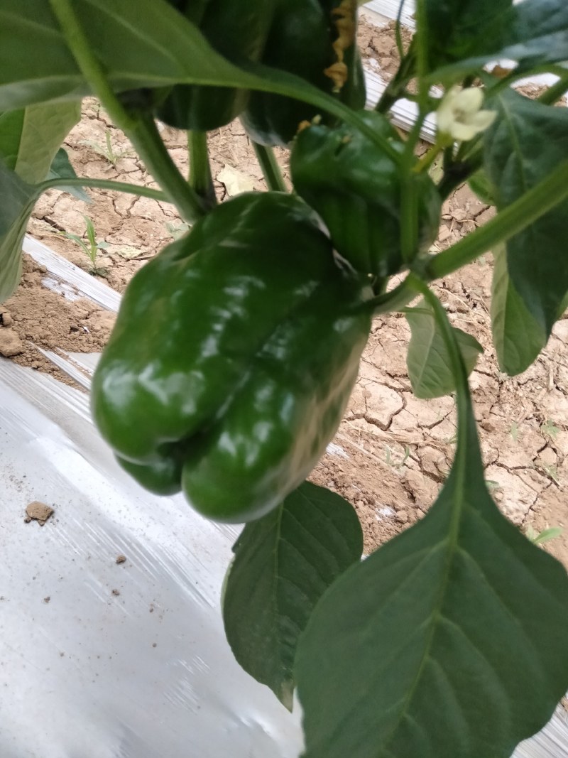 圆椒供应