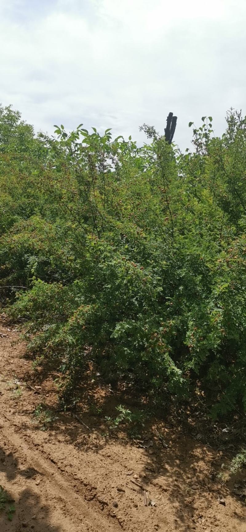 黄刺梅，基地供应，质量保证，发祥绿化苗圃期待你的光临