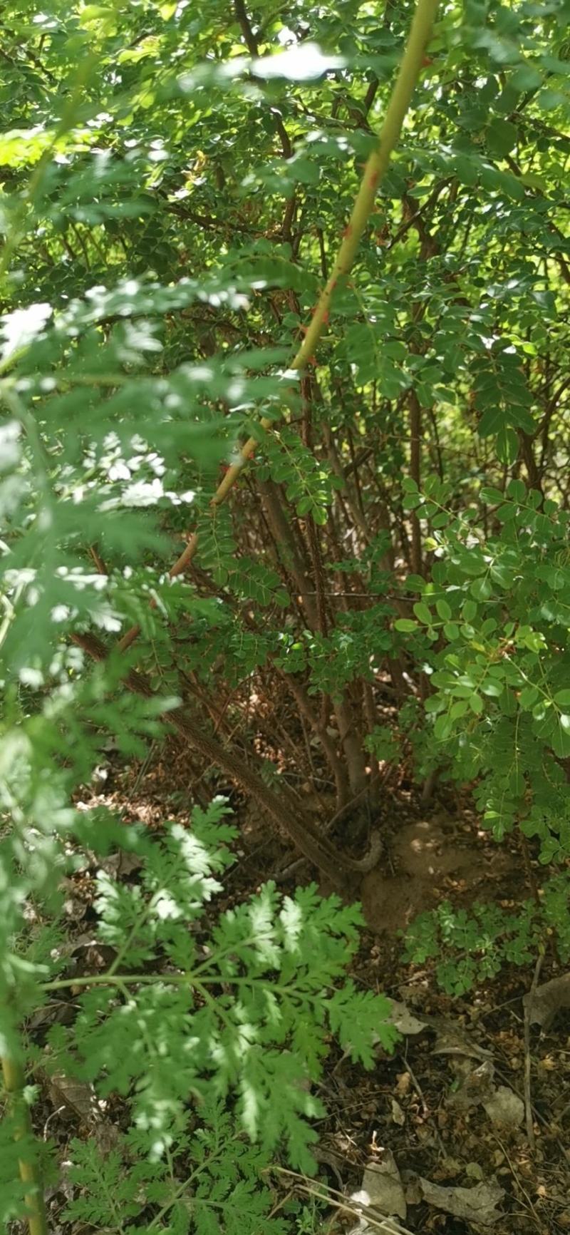 黄刺梅，基地供应，质量保证，发祥绿化苗圃期待你的光临