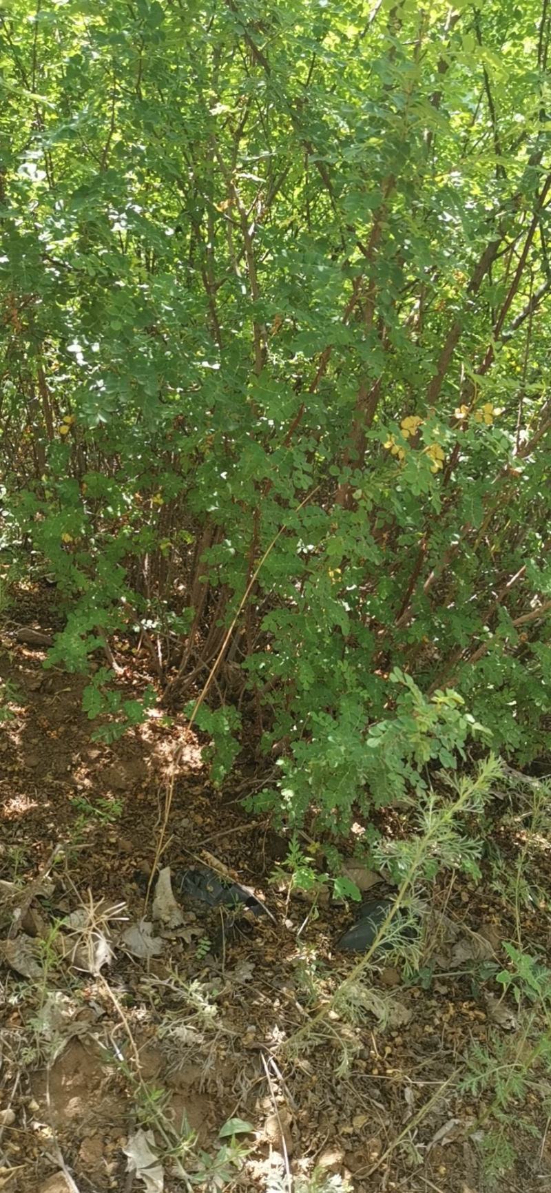 黄刺梅，基地供应，质量保证，发祥绿化苗圃期待你的光临