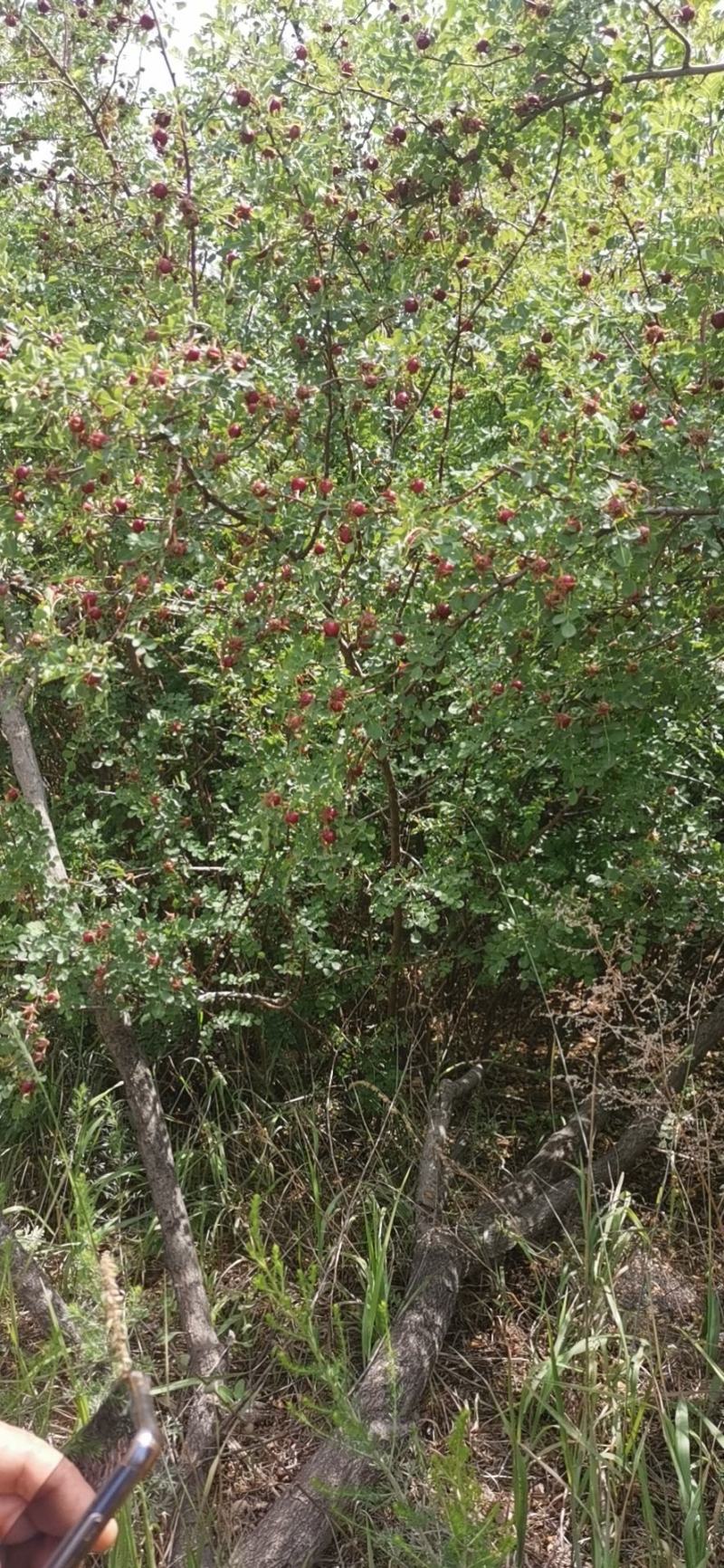 黄刺梅，基地供应，质量保证，发祥绿化苗圃期待你的光临