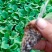 大红袍茄子苗嫁接圆茄种苗紫红圆茄苗直播茄子苗早春种