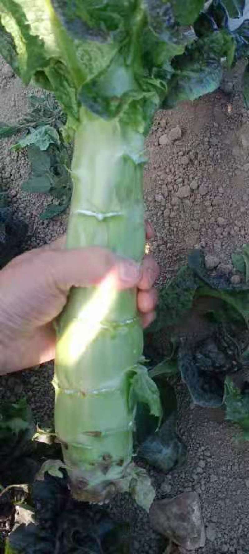 莴笋杆子