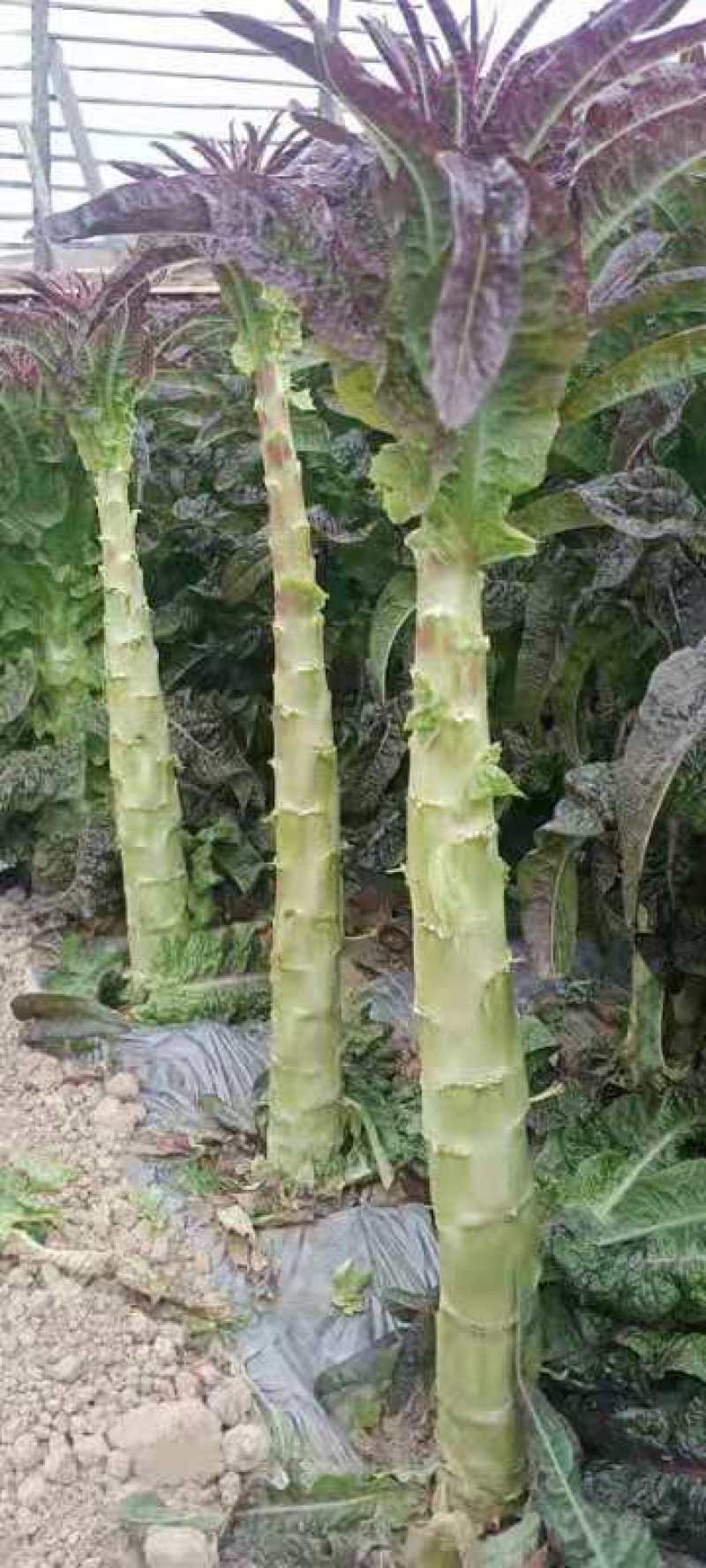 莴笋杆子