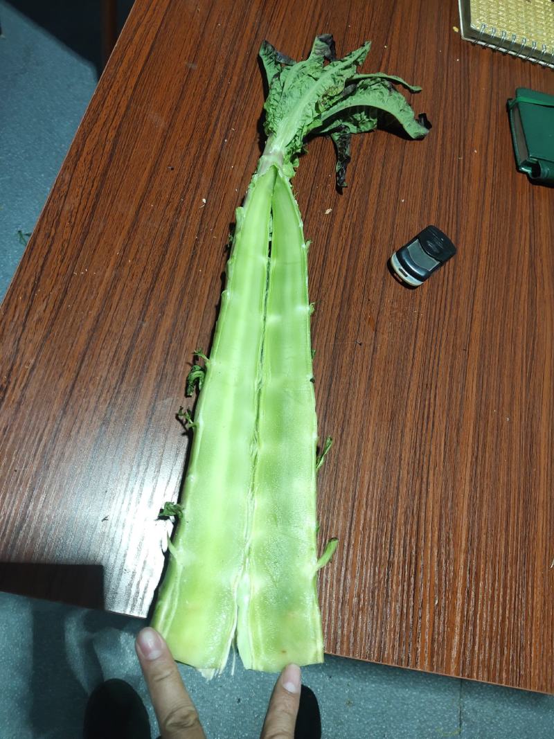 莴笋杆子