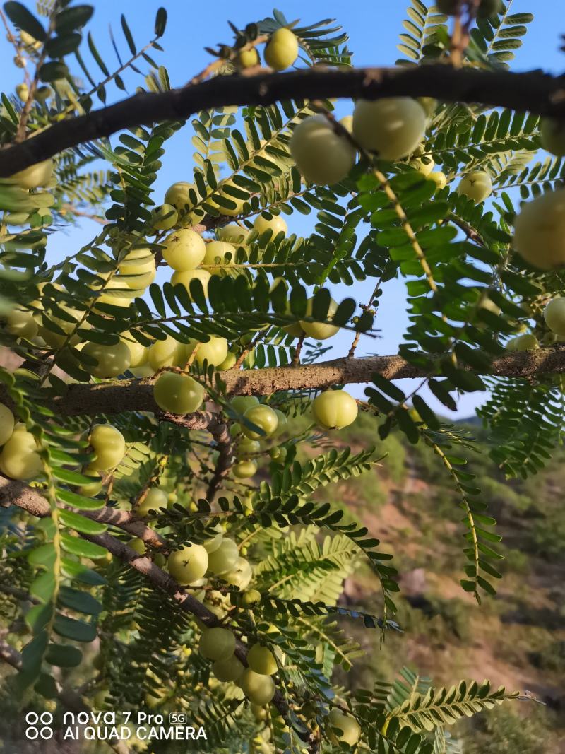 新鲜油甘果，橄榄，余甘子，
