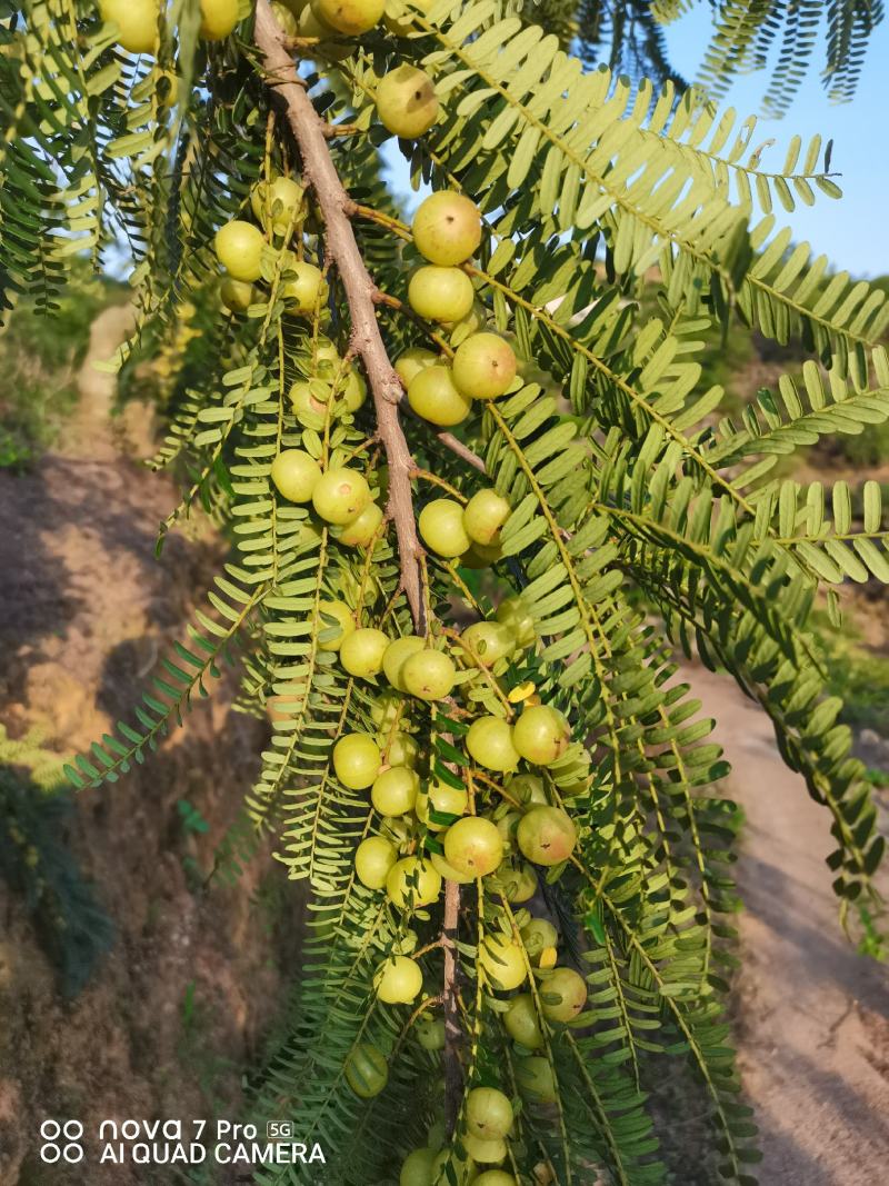 新鲜油甘果，橄榄，余甘子，