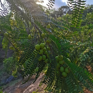 新鲜油甘果，橄榄，余甘子，